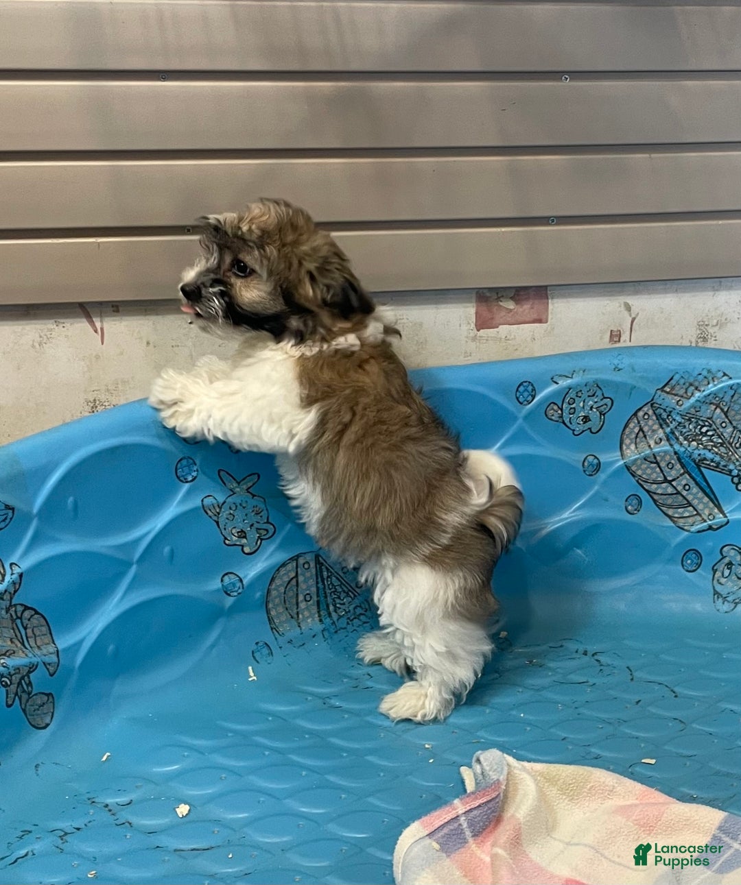 Coton De Tulear dogs for sale: Sandy - Ad 5