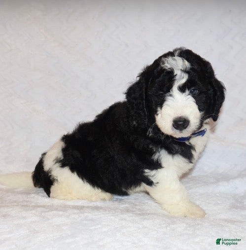 Mini Goldendoodle dogs Randall  - Ad 2