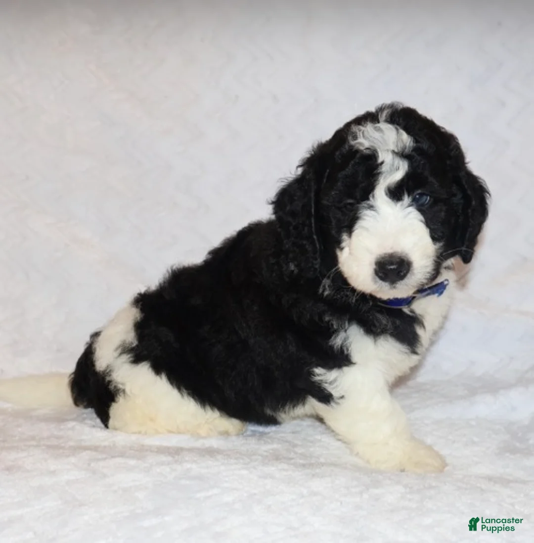 Mini Goldendoodle dogs for sale: Randall  - Ad 2