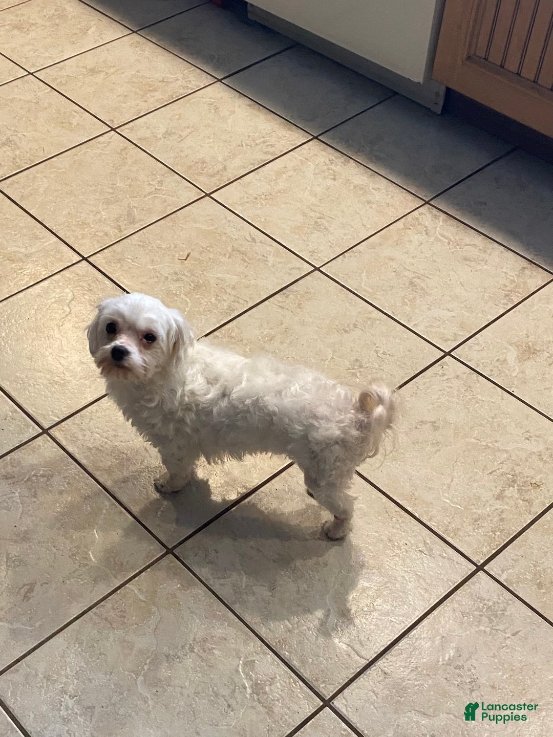 Morkie dogs for sale: Morkie Puppy 1 - Ad 5