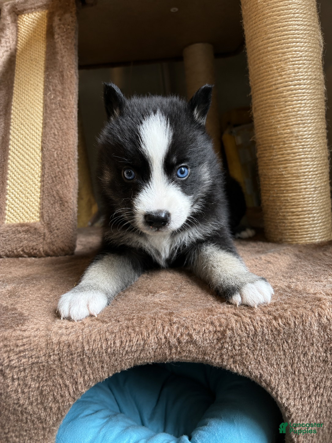 Pomsky dogs Phoenix  - Ad 26