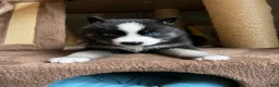 Pomsky dogs for sale: Phoenix  - Ad 1