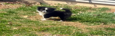 Tucker
