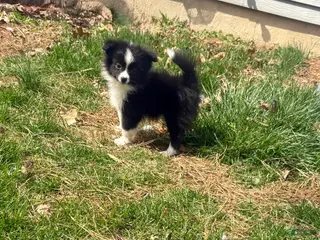 Mixed Breed dogs Tucker - Ad 11