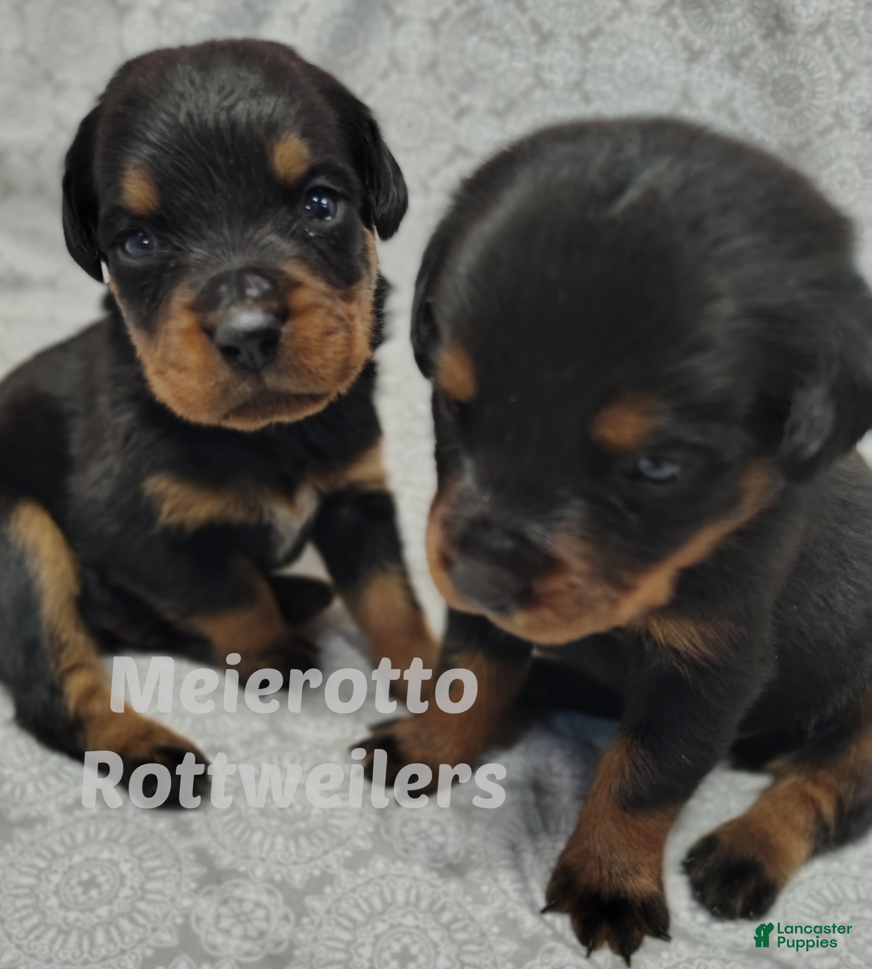 Rottweiler dogs Rottweiler Puppy 4 - Ad 1
