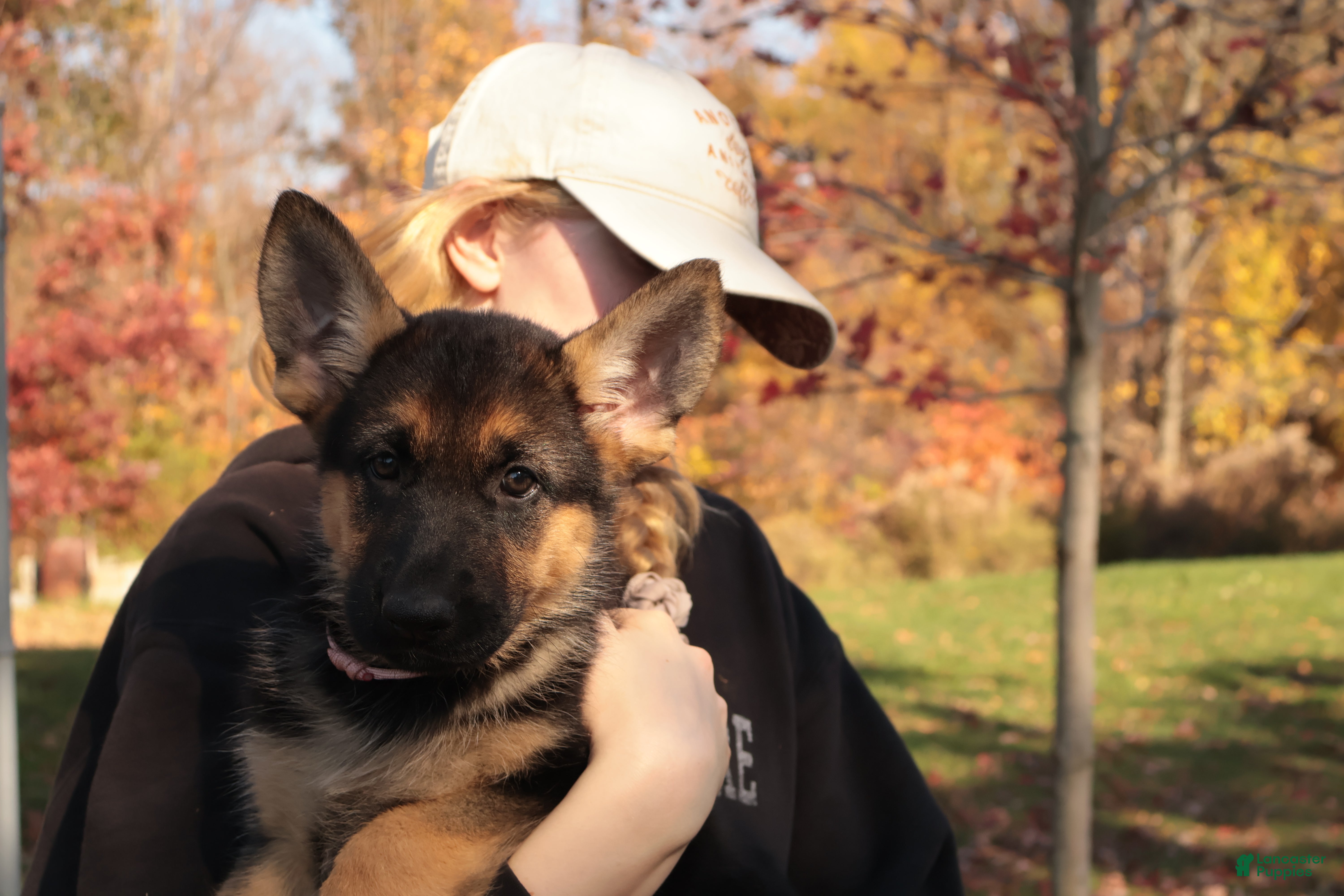 German Shepherd dogs for sale: Belle - Ad 1