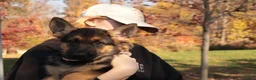 German Shepherd dogs for sale: Belle - Ad 1