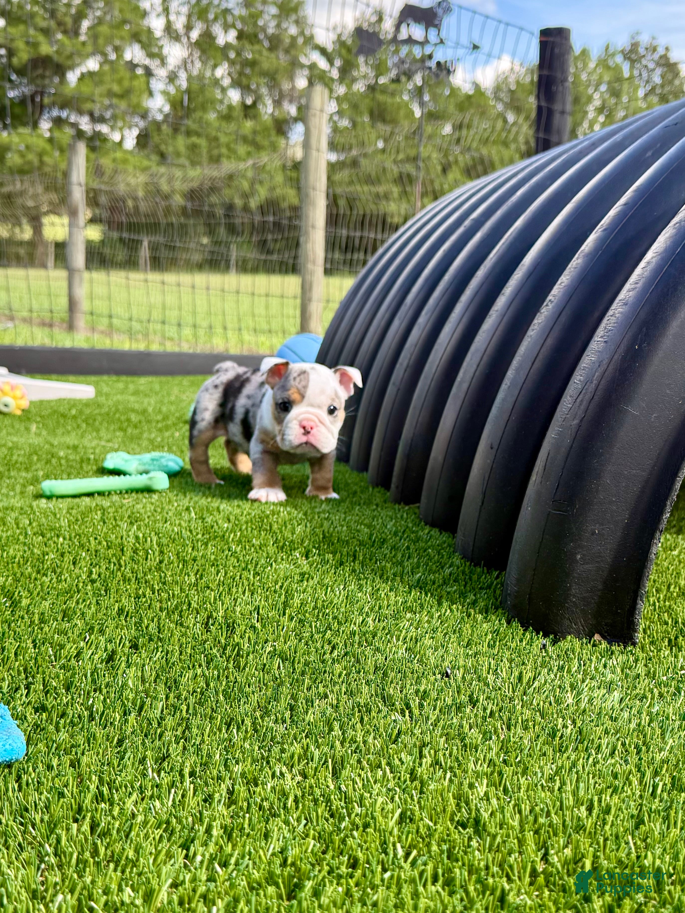 English Bulldog dogs for sale: Madam Billie Jean of Bulldogs Inc. - Ad 4
