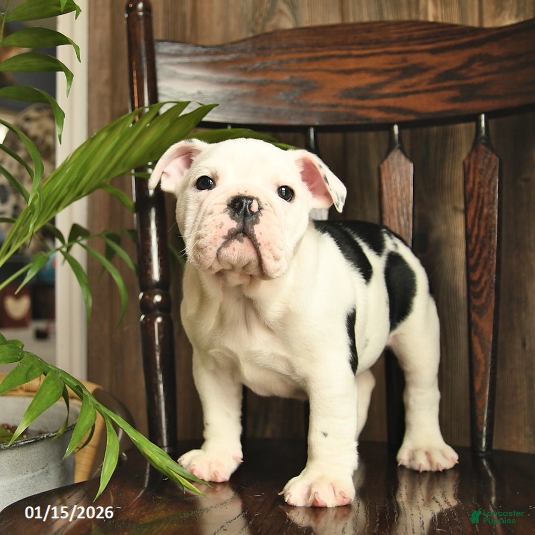 English Bulldog dogs for sale: Daisy  - Ad 3