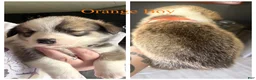 Welsh Corgi Pembroke dogs for sale: Tiger - Ad 1