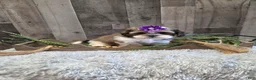 Shih Tzu dogs for sale: Summer - Ad 4