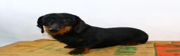 Dachshund dogs for sale: Dachshund Puppy 1 - Ad 7