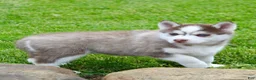 Pomsky dogs for sale: Skip - Ad 5