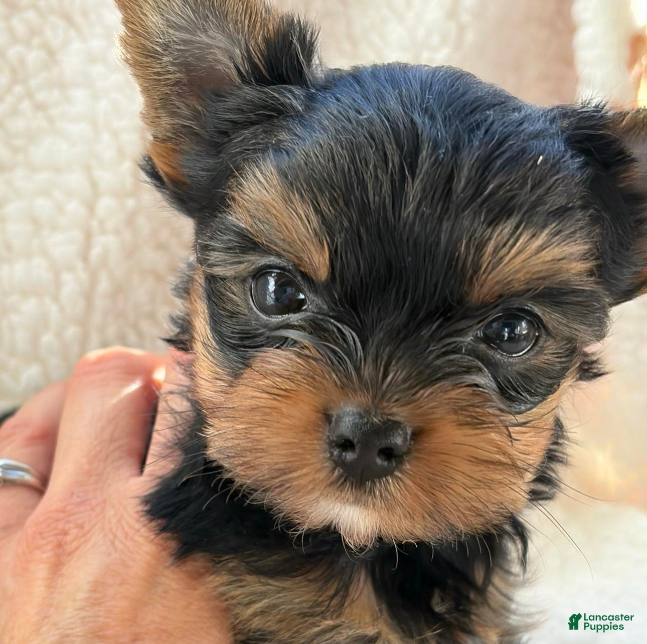 Yorkshire Terrier dogs for sale: Teddy - Ad 28