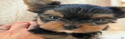 Yorkshire Terrier dogs for sale: Teddy - Ad 1