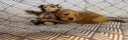 Golden Retriever dogs for sale: Green - Ad 1
