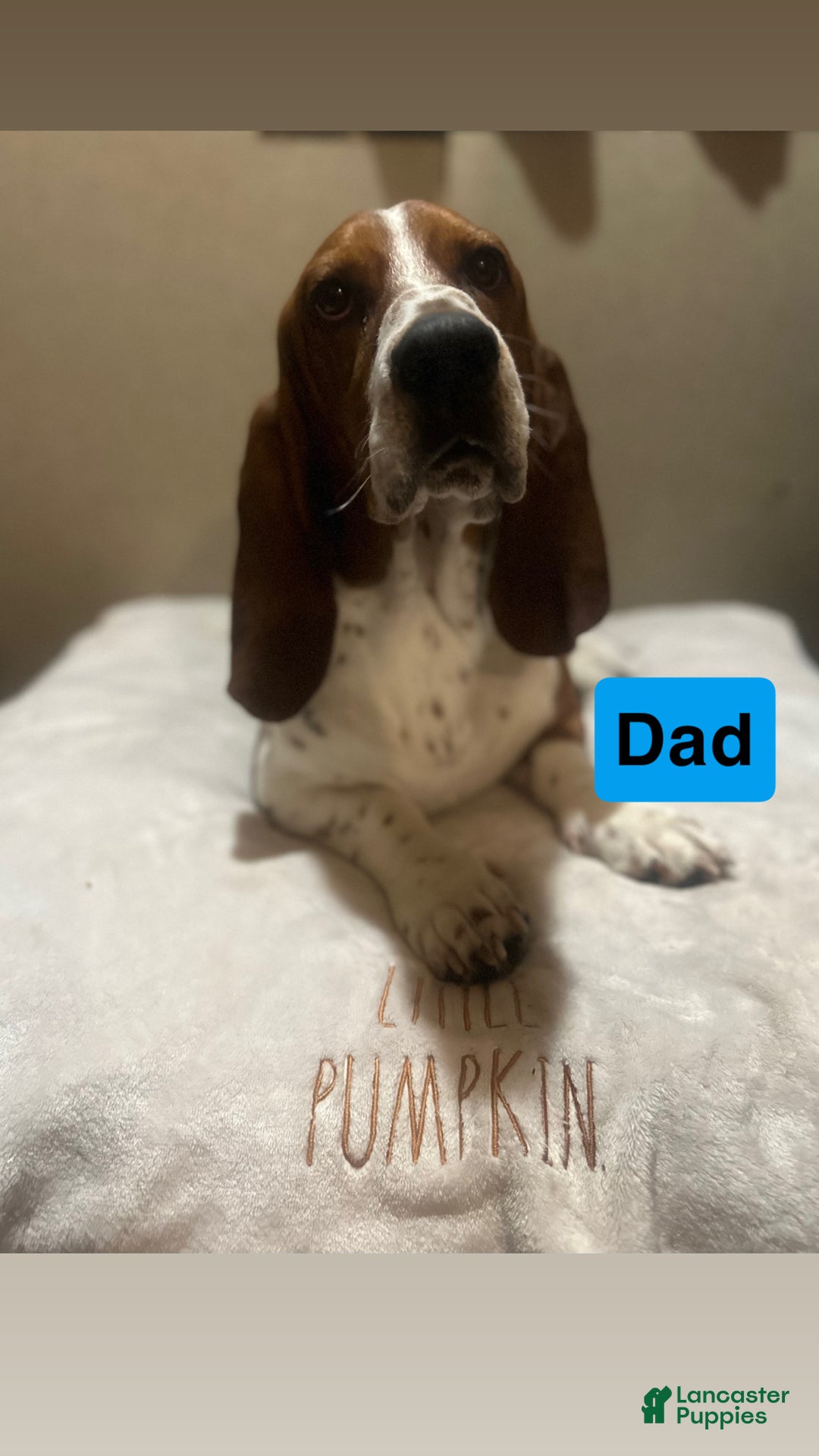 Basset Hound dogs for sale: Basset Hound Puppy 7 - Ad 3