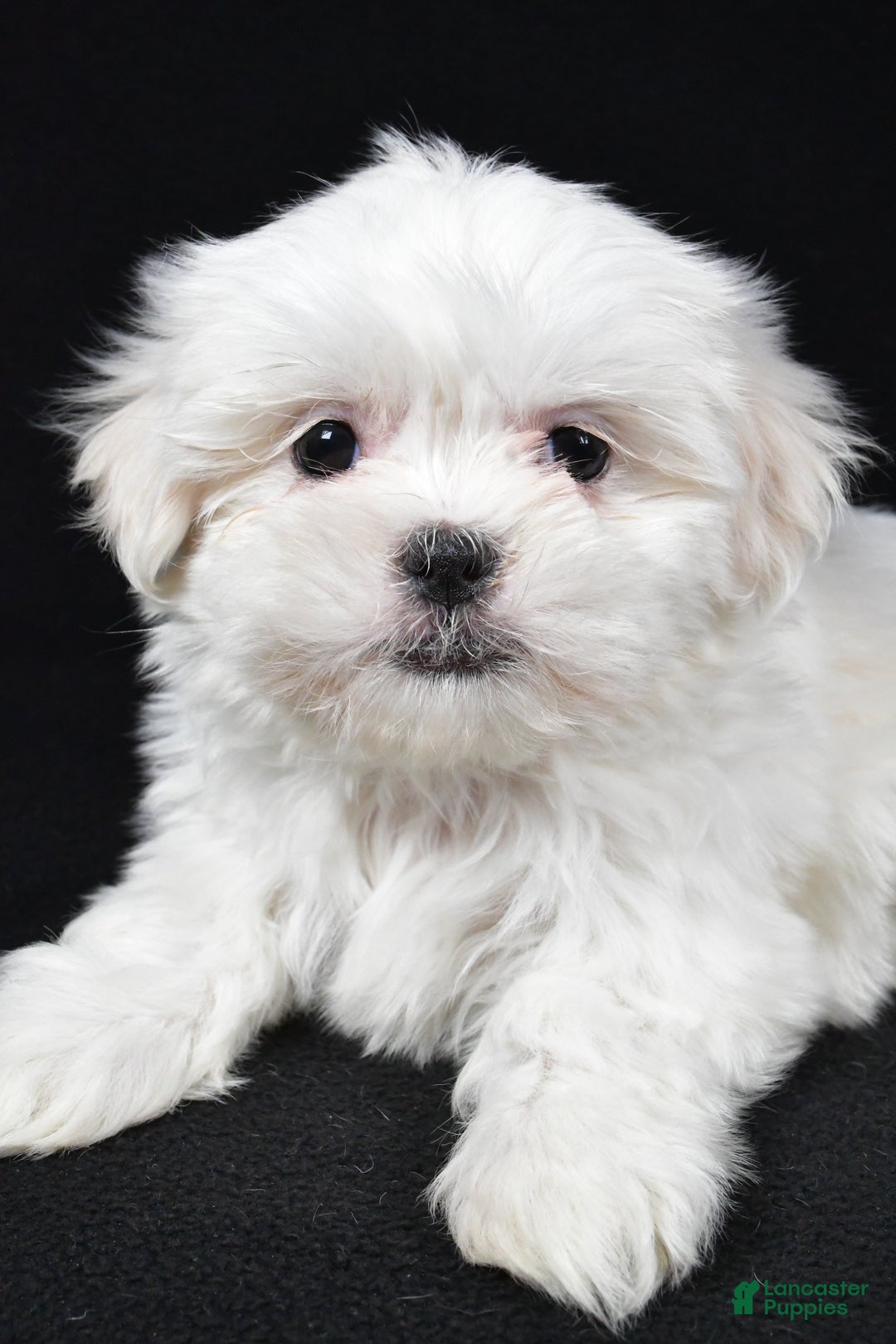 Malshi dogs for sale: Krissey - Ad 3