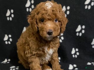 Miniature Poodle dogs Benji - Ad 15