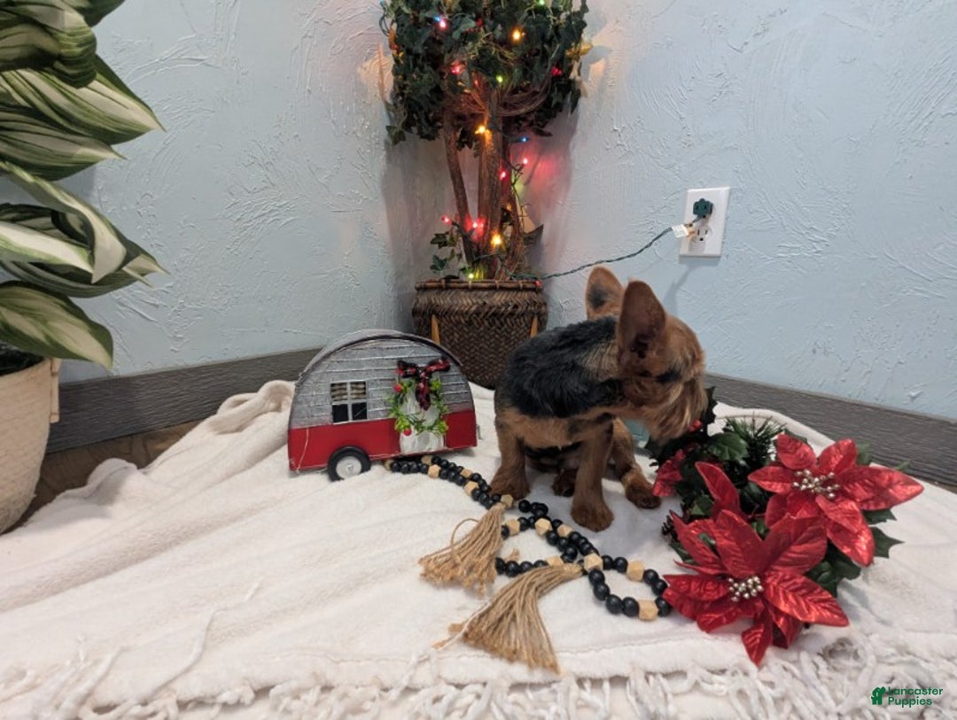 Yorkshire Terrier dogs for sale: Moose - Ad 6