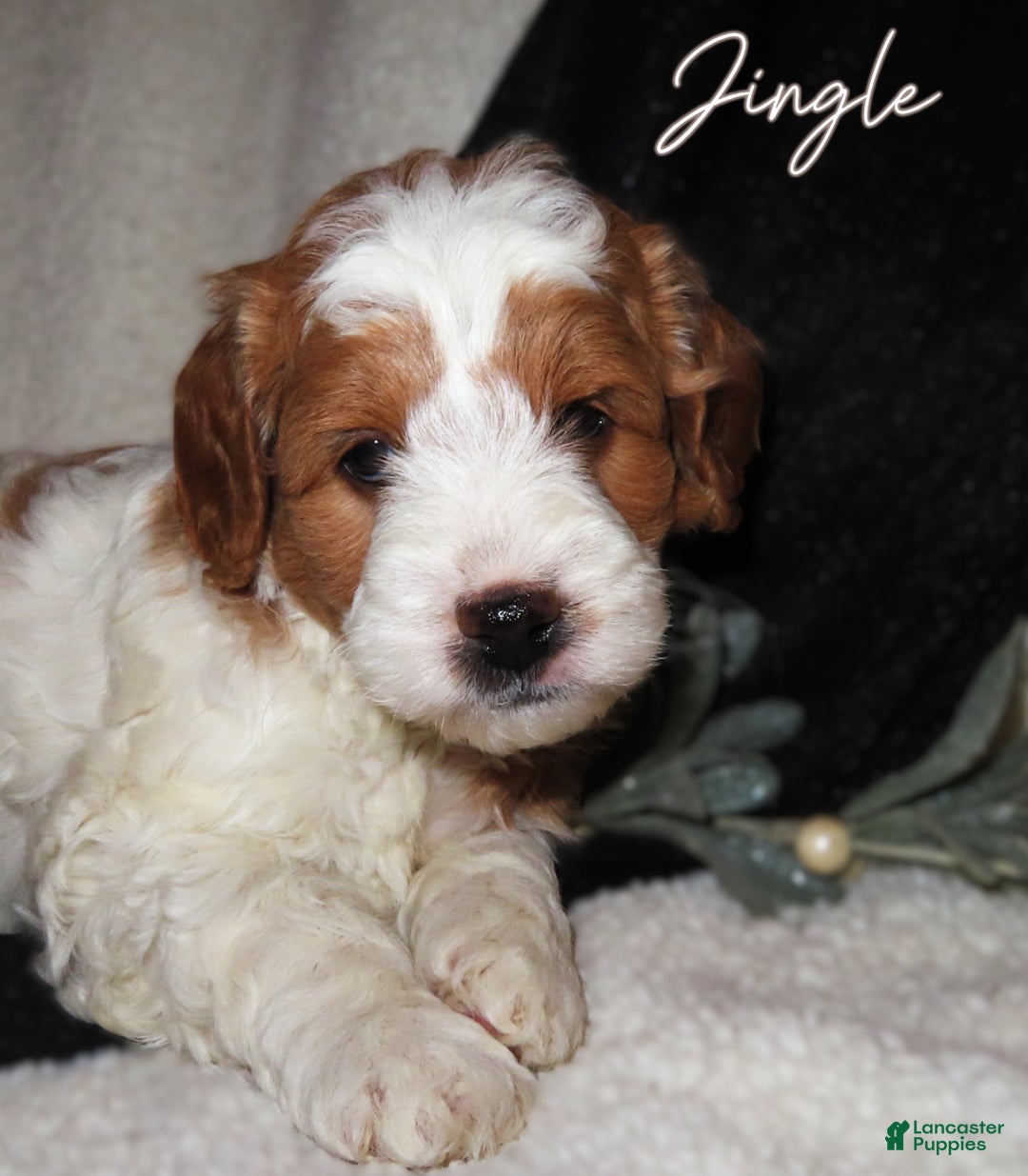 Mini Goldendoodle dogs for sale: Jingle - Ad 1