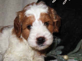 Mini Goldendoodle dogs Jingle - Ad 21