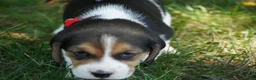 Beagle dogs for sale: Ranger - Ad 5