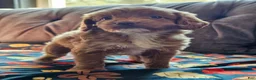 Cavapoo dogs for sale: Cavapoo 6 - Ad 4