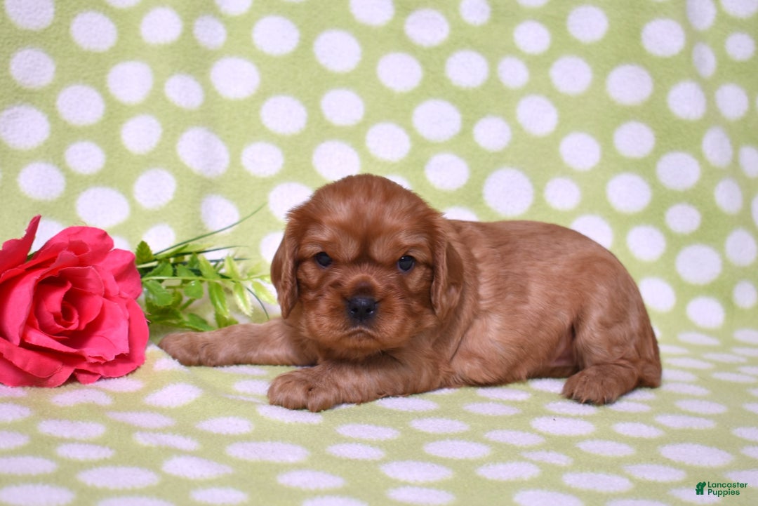 Cavalier King Charles Spaniel dogs for sale: Kiki - Ad 4