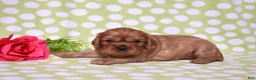 Cavalier King Charles Spaniel dogs for sale: Kiki - Ad 11