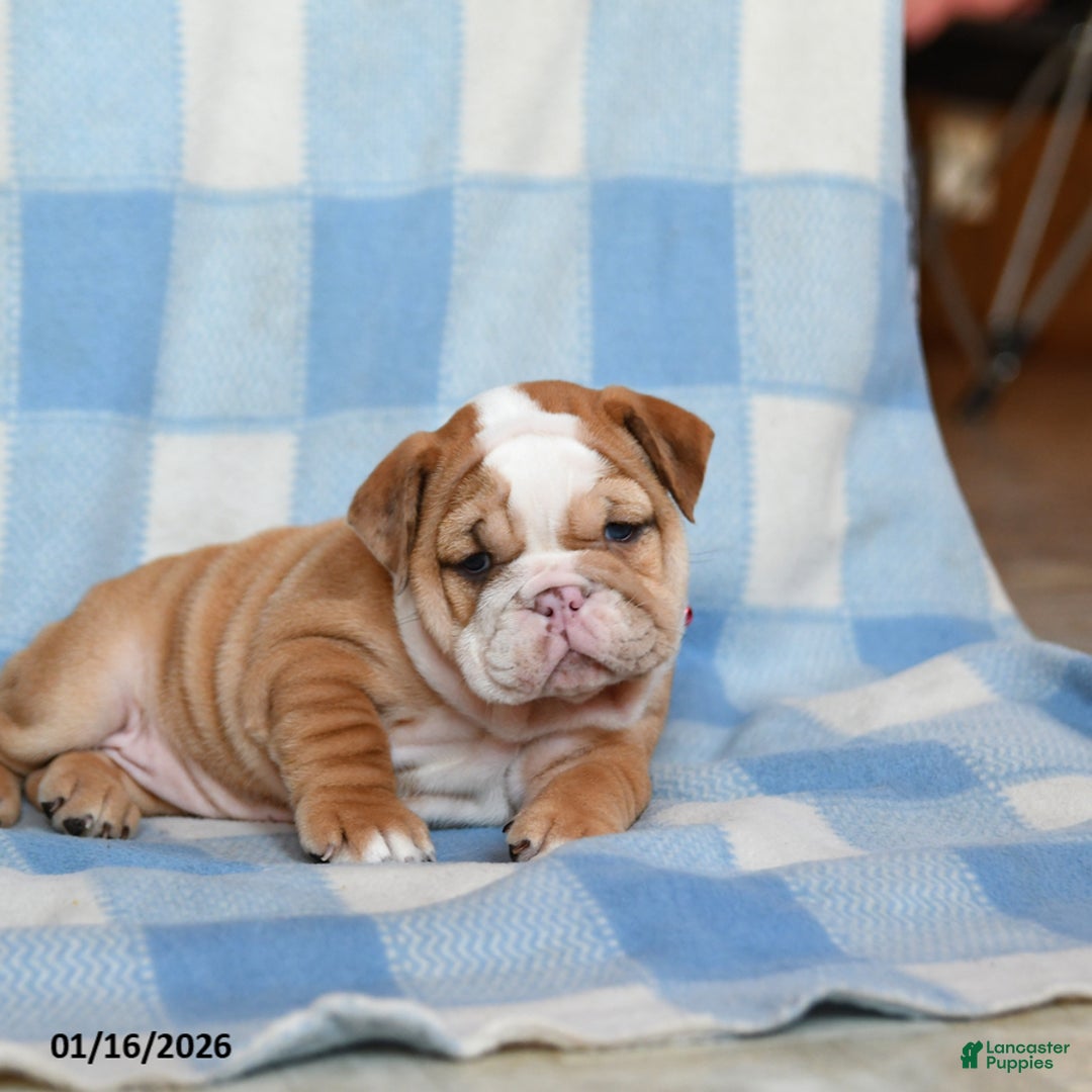 English Bulldog dogs for sale: Maple   - Ad 3