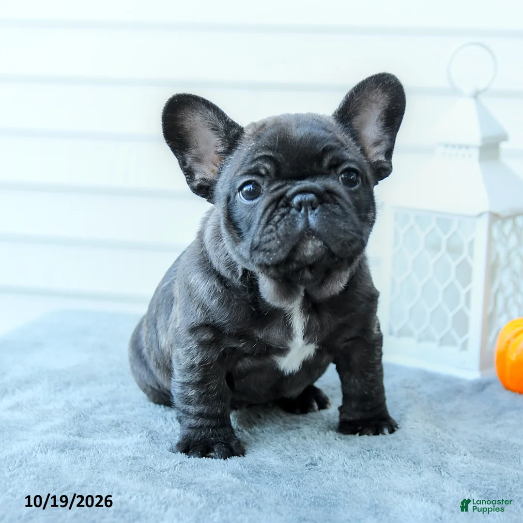 French Bulldog dogs for sale: Brindle - Ad 1