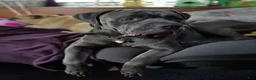 Cane Corso dogs for sale: Harley - Ad 3