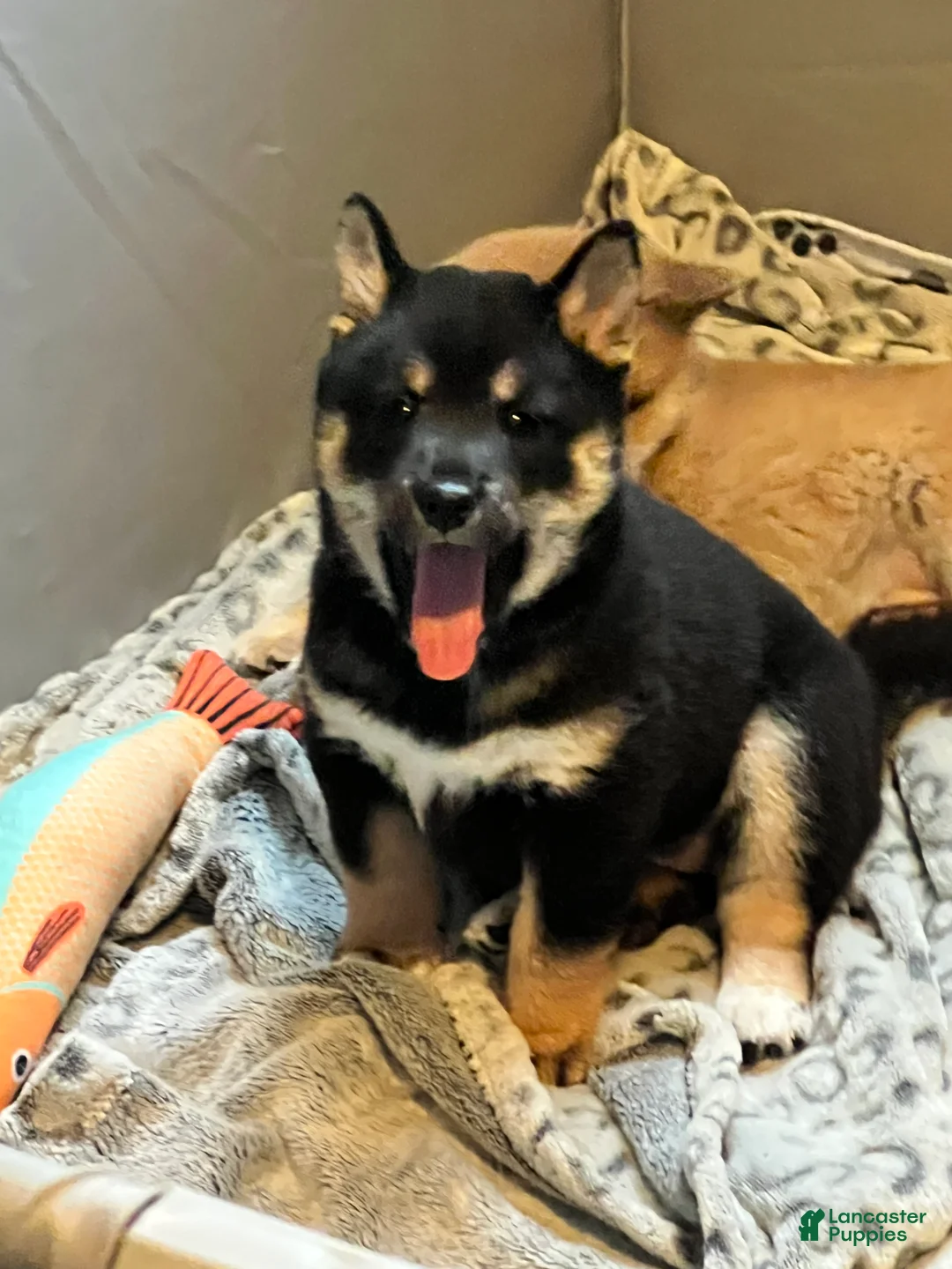 Shiba Inu dogs for sale: Suki - Ad 2