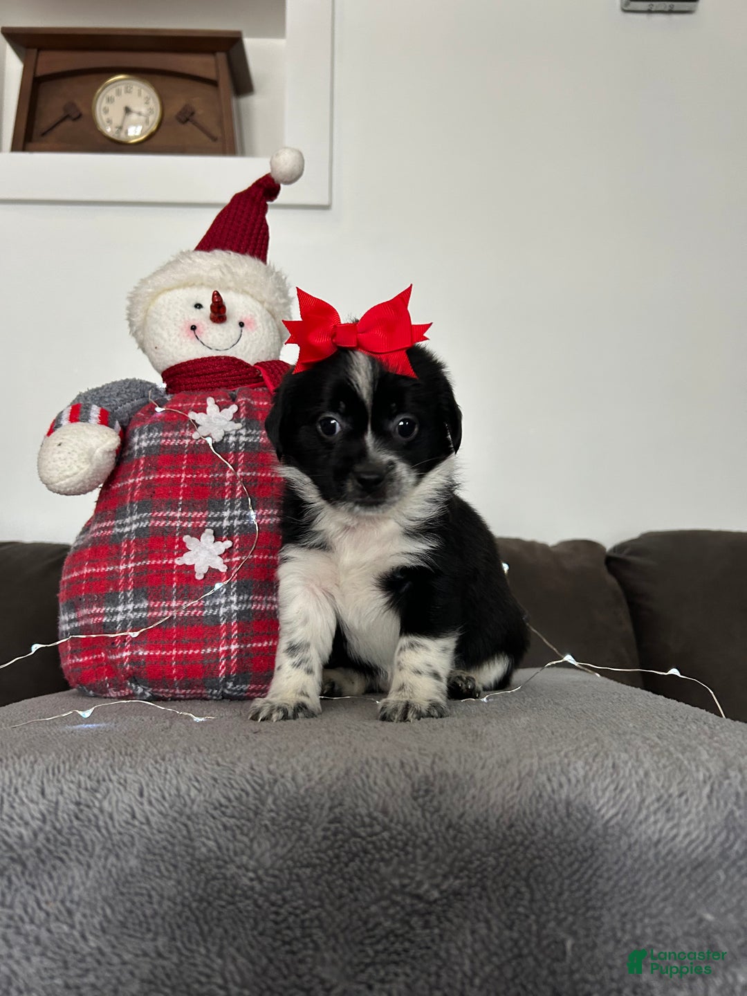 Mixed Breed dogs for sale: Joy - Ad 1