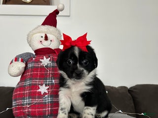 Mixed Breed dogs Joy - Ad 11