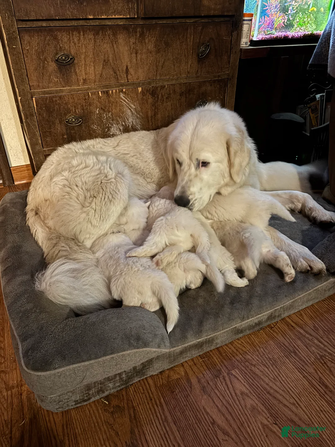 Great Pyrenees dogs for sale: Great Pyrenees Puppy 2 - Ad 4