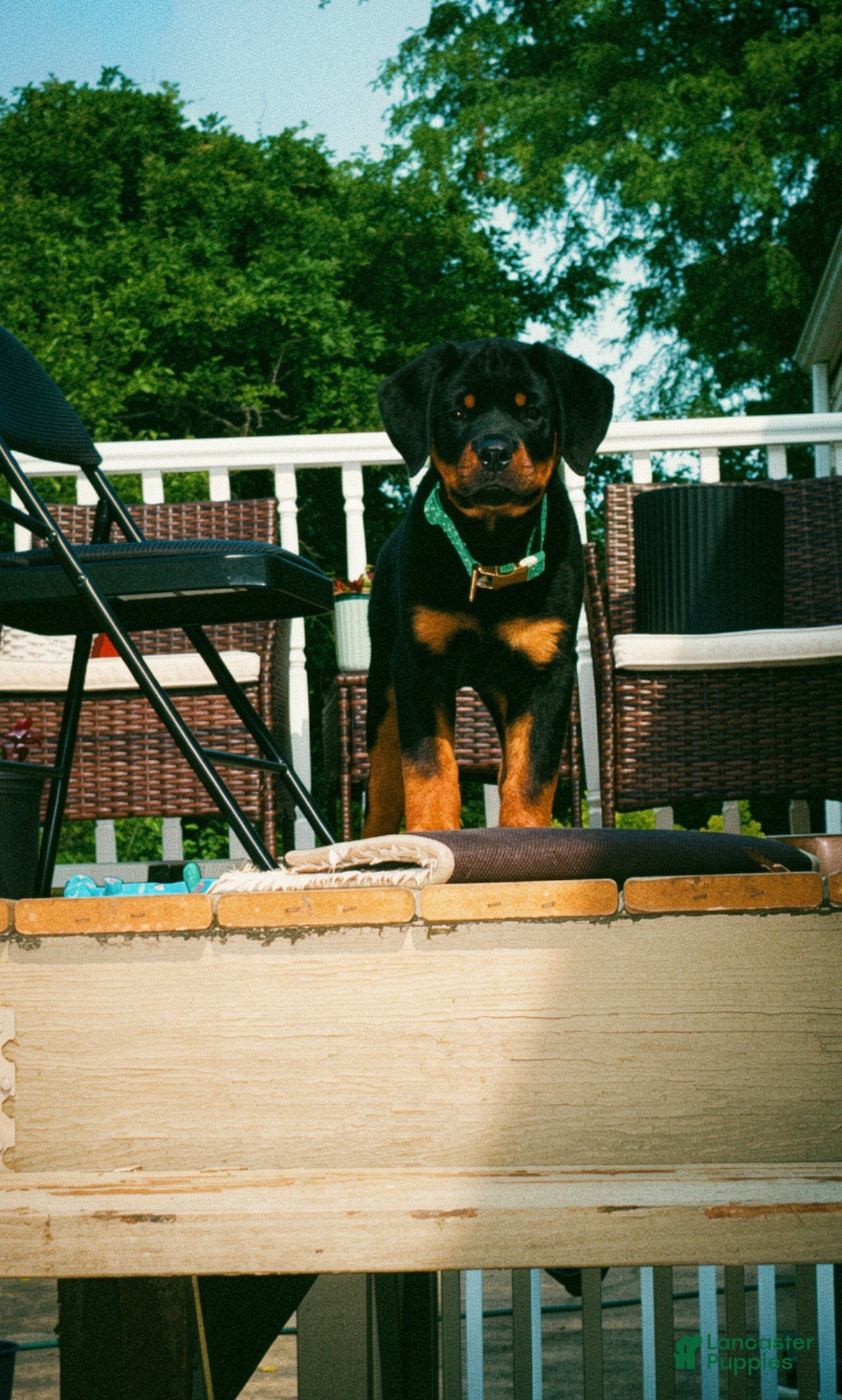 Rottweiler dogs Sheru Rottweiler - Ad 9