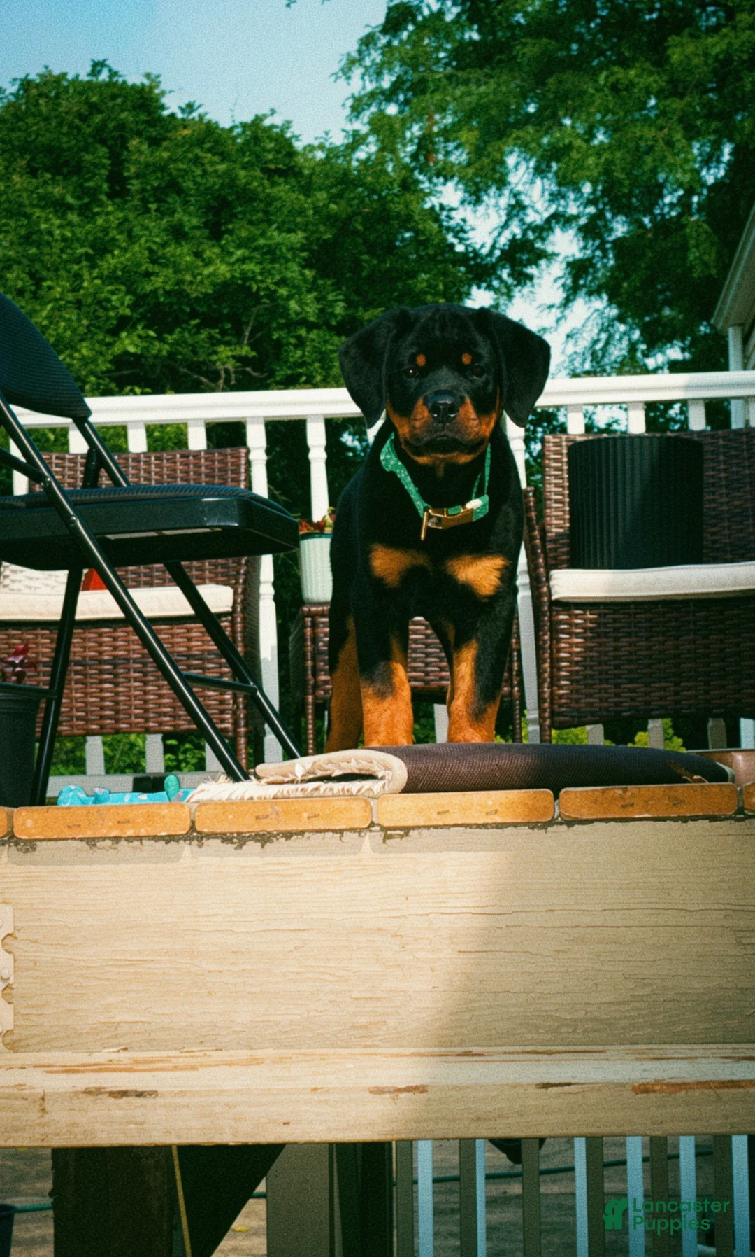 Rottweiler dogs for sale: Sheru Rottweiler - Ad 1