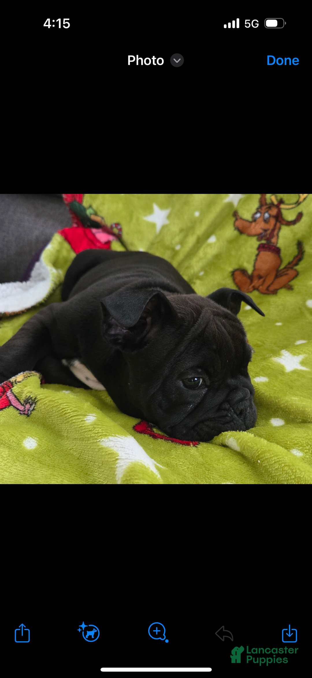 English Bulldog dogs for sale: Lucy - Ad 32