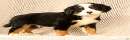 Bernese Mountain Dog dogs for sale: Chevy - Ad 7