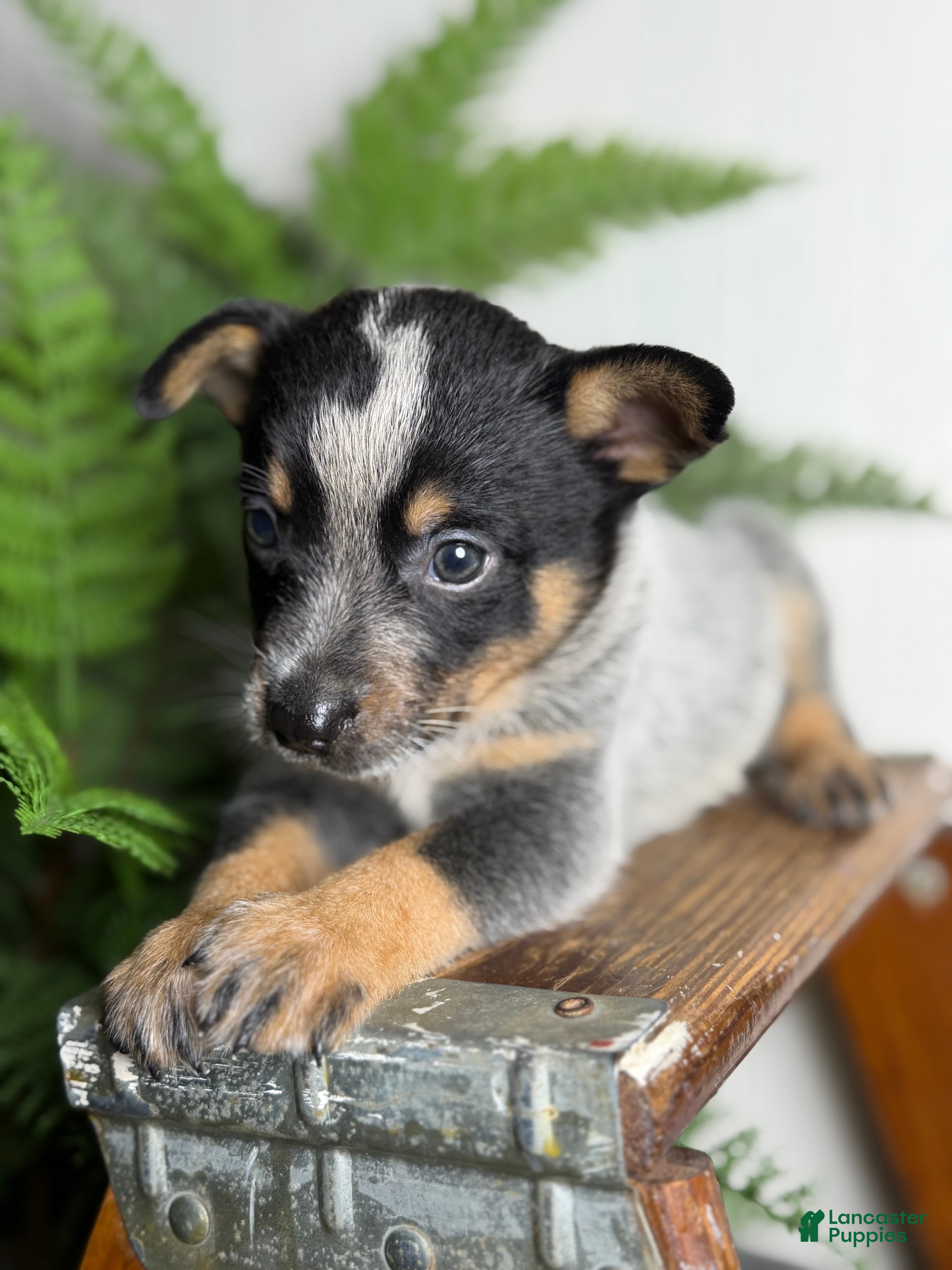 Australian Cattle Dog dogs Dusty - Ad 2
