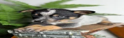 Australian Cattle Dog dogs for sale: Dusty - Ad 2