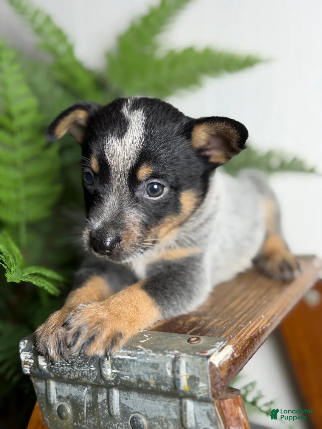 Australian Cattle Dog dogs for sale: Dusty - Ad 2