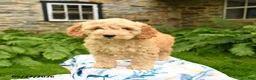 Cockapoo dogs for sale: Duke - Ad 4