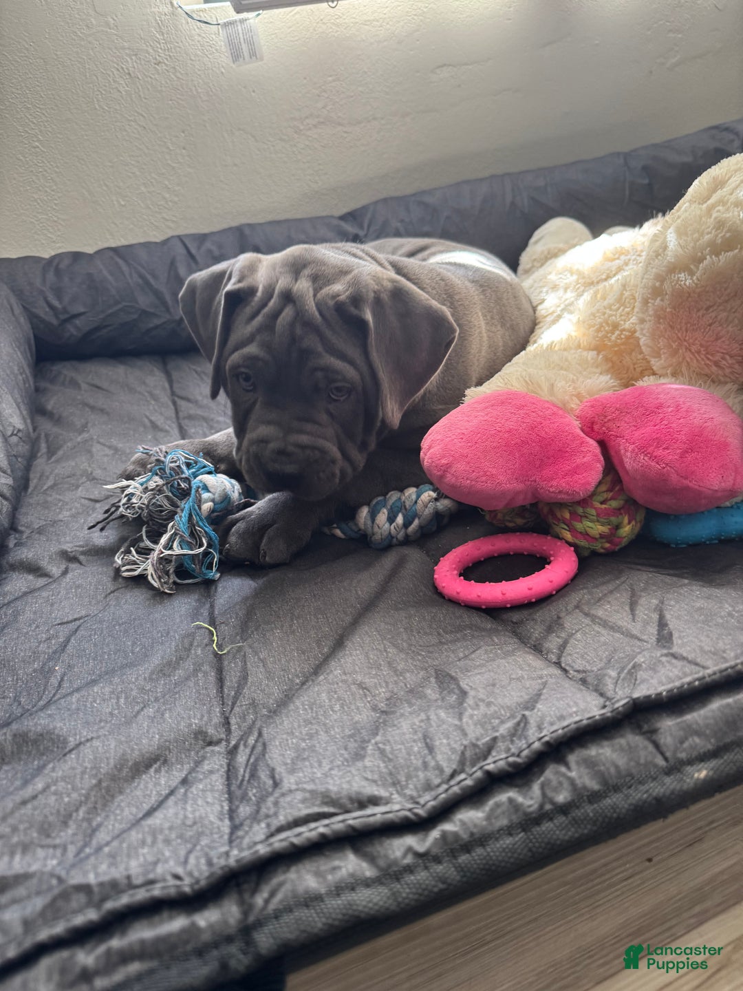 Cane Corso dogs for sale: Nero - Ad 3