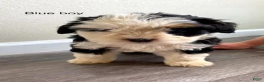 Blue - Male