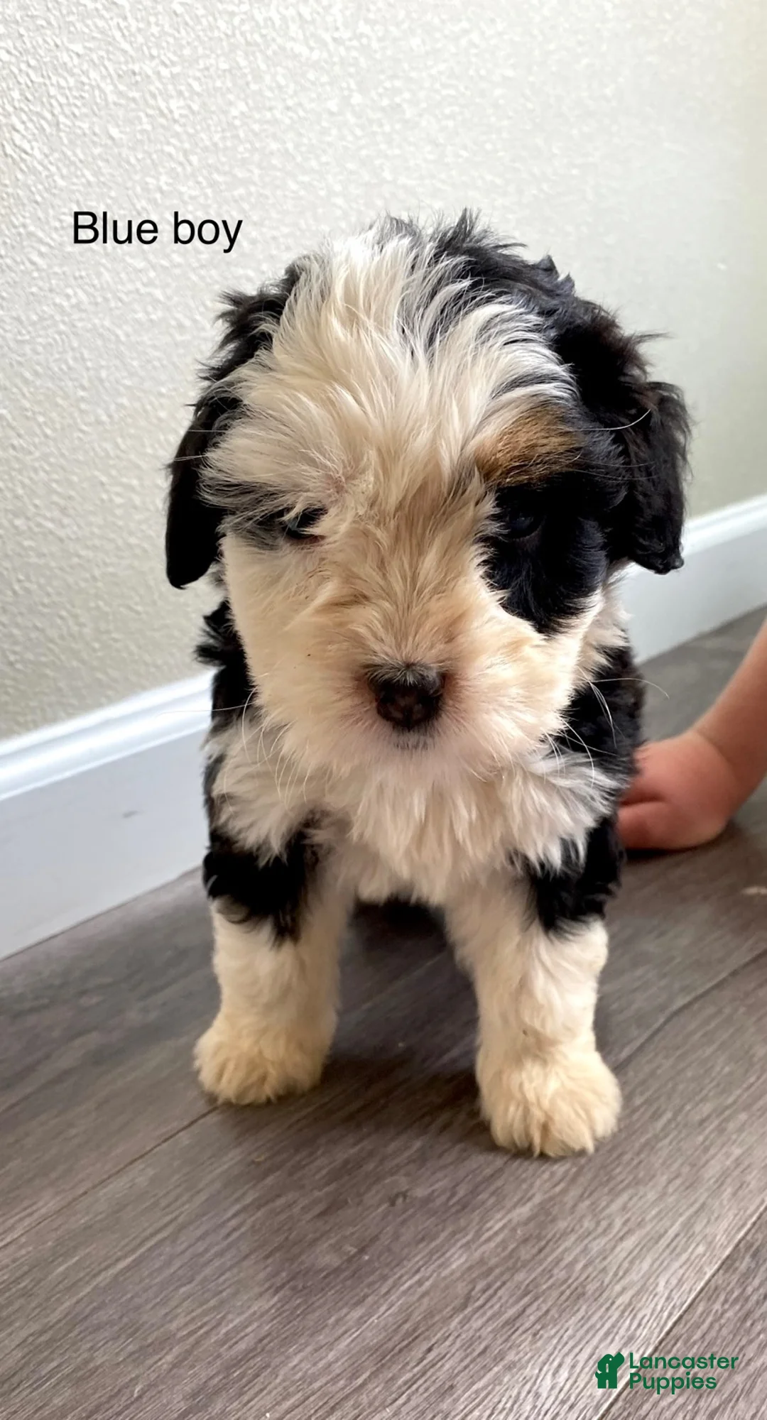 Bernedoodle dogs for sale: Blue - Male - Ad 1