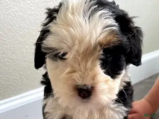 Bernedoodle dogs for sale: Blue - Male - Ad 1