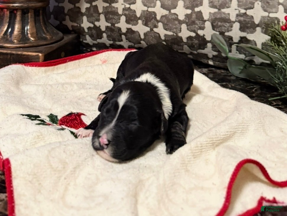 Mixed Breed dogs Diamont - Ad 36